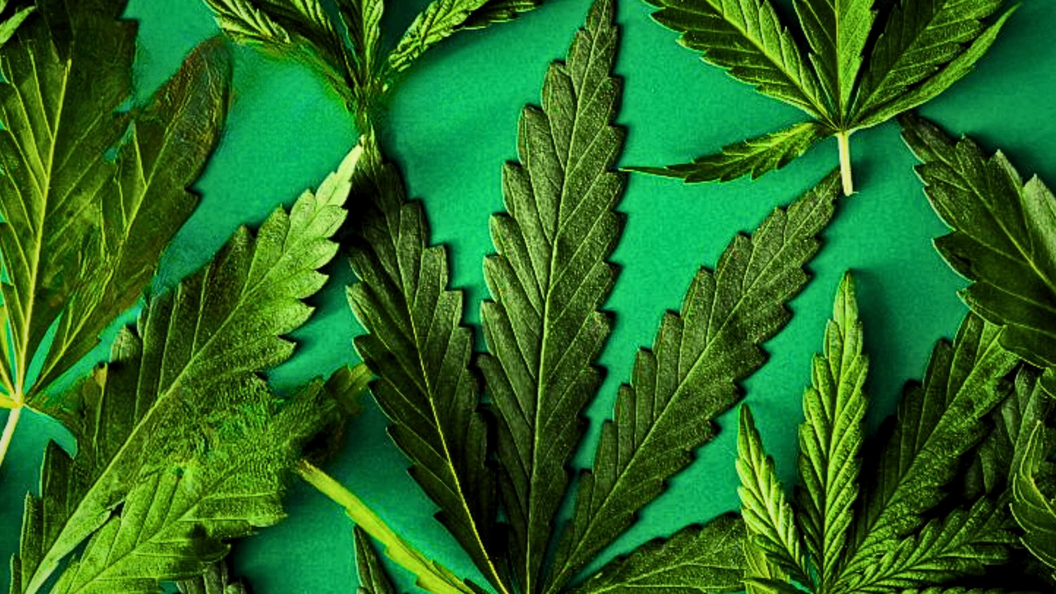 CBD vs. THCa in 2025: What’s Legal, What’s Not, and What’s Selling