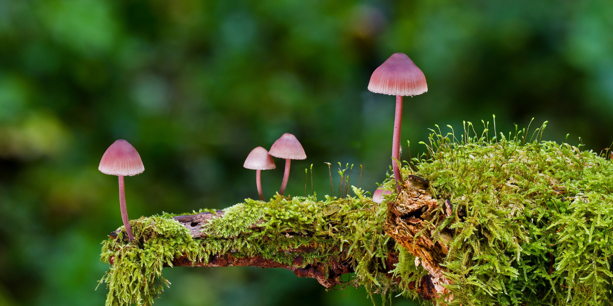 What Are the Legal Restrictions on Mushroom Products? A Retailer’s Guide