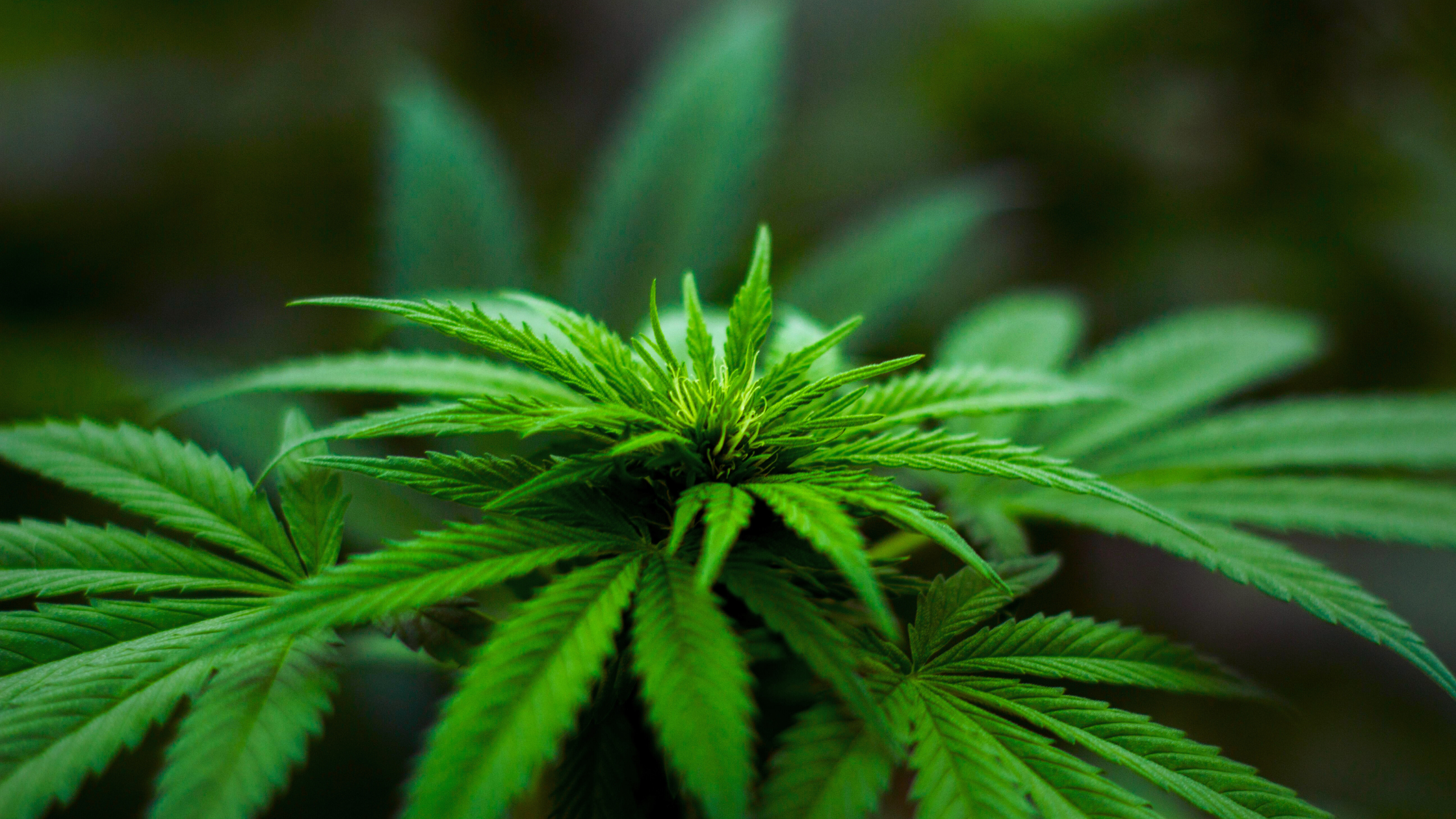 High Margins, Low Hassle: How Cash & Carry is Transforming Cannabis Accessories Retail