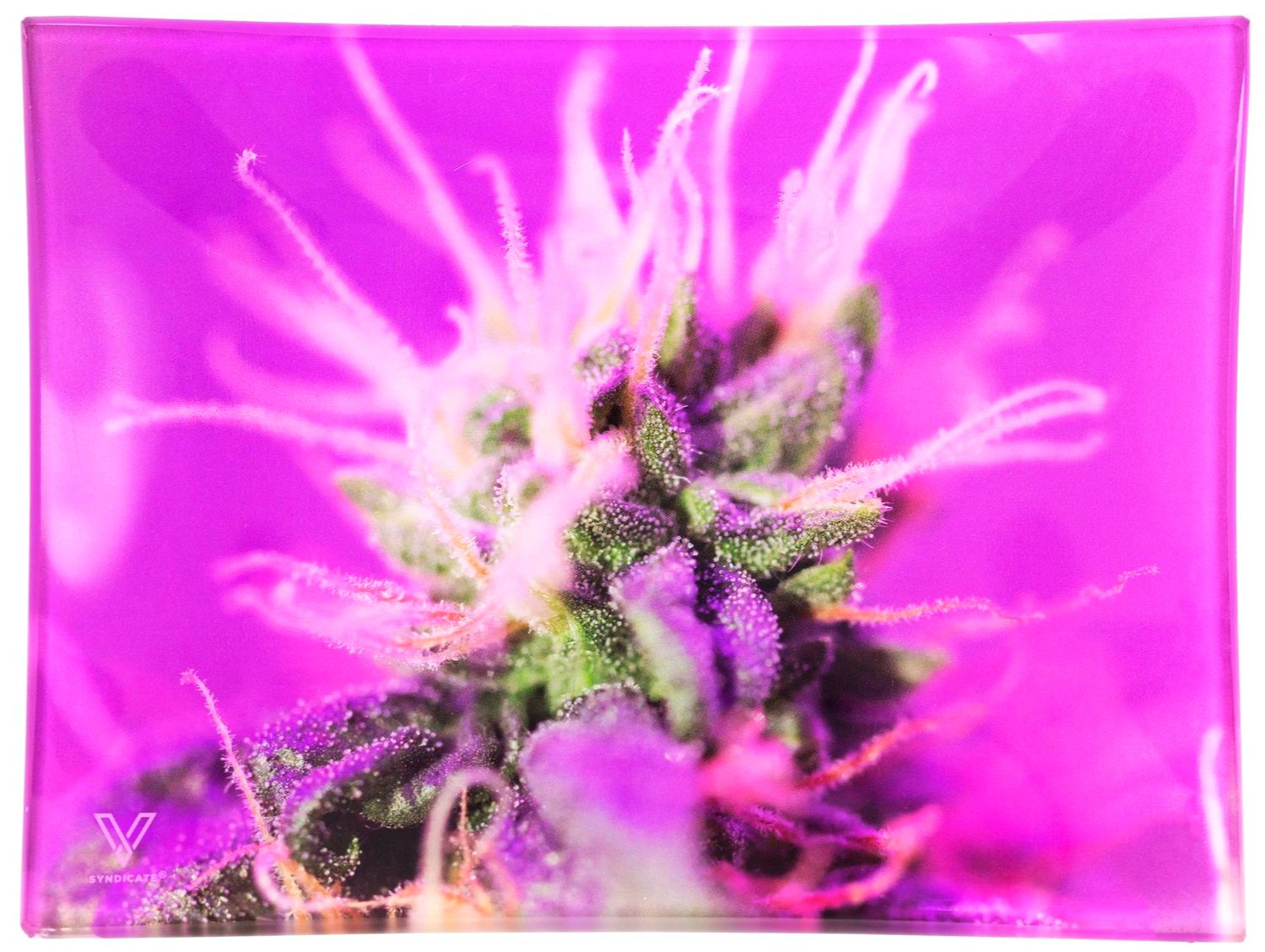 V. Syndicate Pink Lemonade Glass Tray